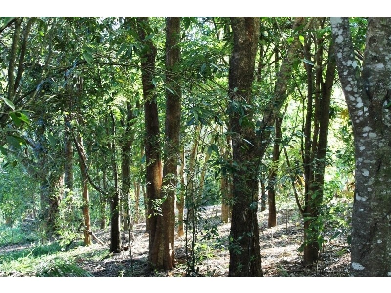 505 Ridgewood Road, Rosebank NSW 2480