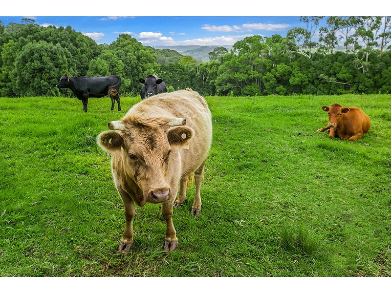 46 Fowlers Lane, Bangalow NSW 2479