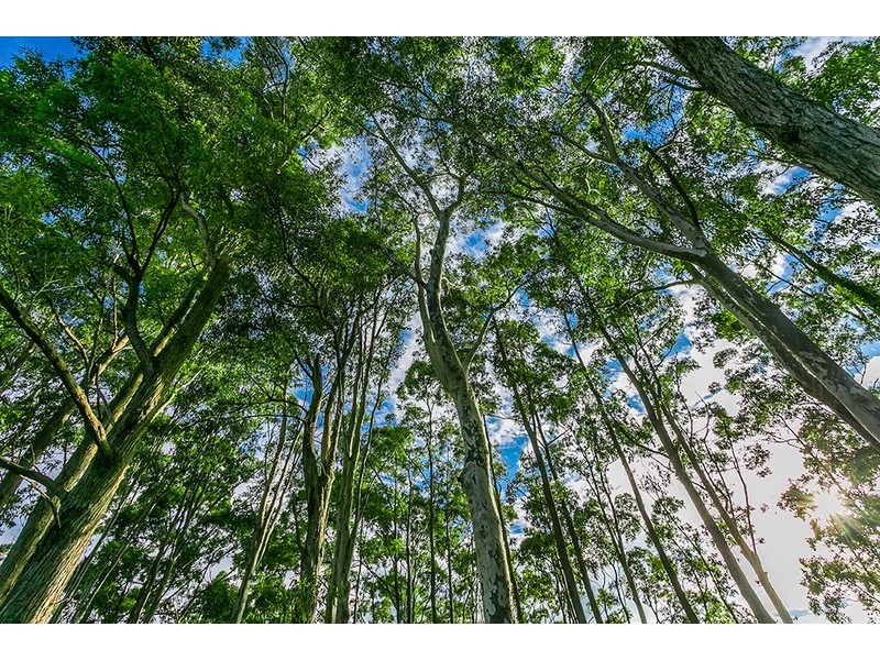 14 Goonengerry Mill Road, Goonengerry NSW 2482