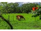 21 Johnstons Lane, Main Arm NSW 2482