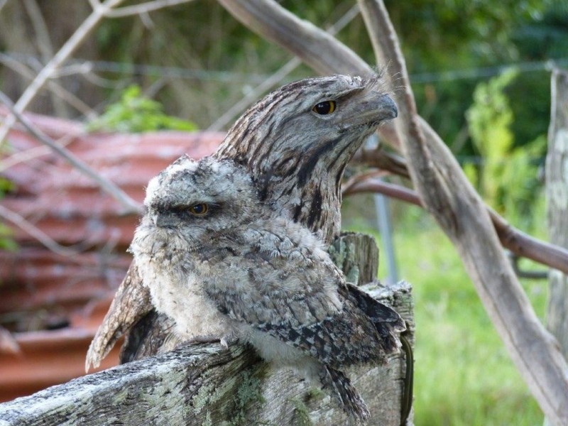 7 Eureka Road, Rosebank NSW 2480