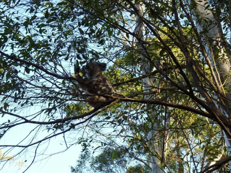 7 Eureka Road, Rosebank NSW 2480