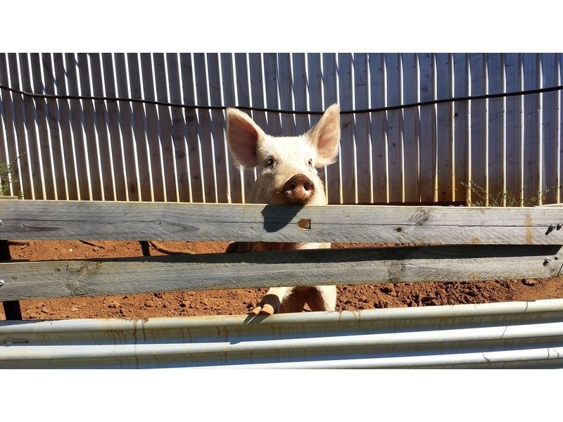 1503 Louis Bazzo Drive, Cootharaba QLD 4565