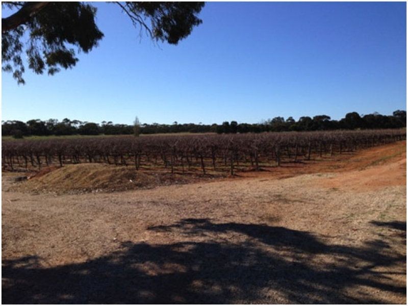 202 Thiele Road, Barmera SA 5345