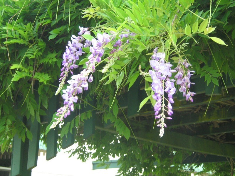 169 Horseshoe Creek Road, Kyogle NSW 2474