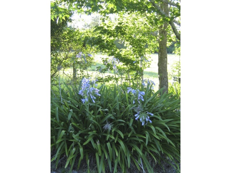 169 Horseshoe Creek Road, Kyogle NSW 2474