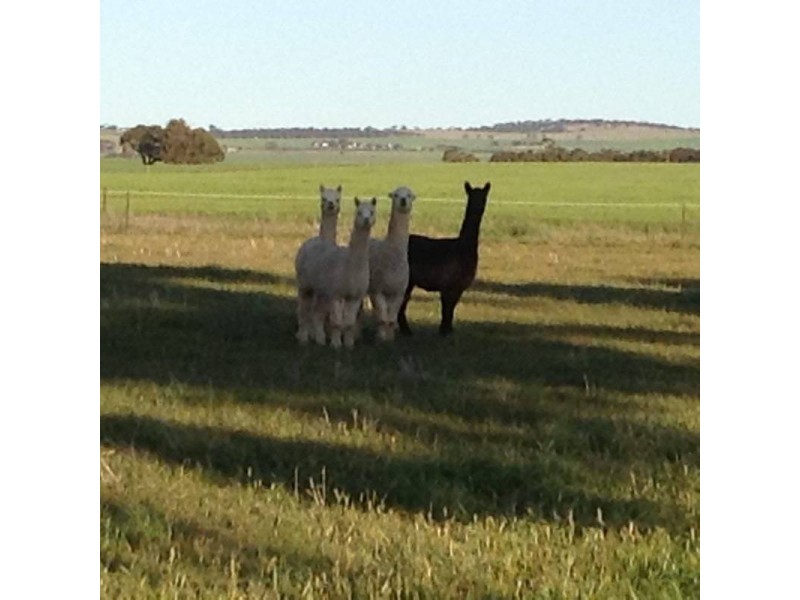 180  Neindorf Road, Robertstown SA 5381