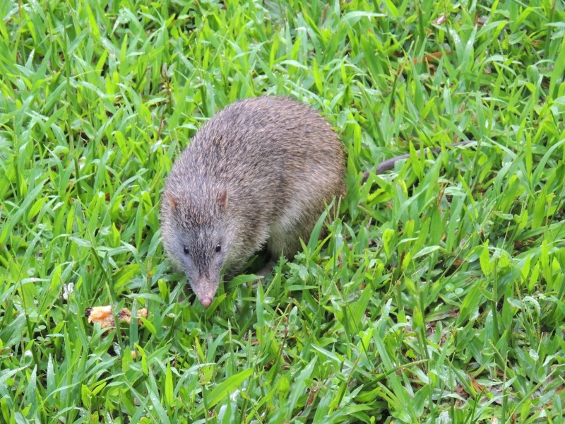 350 Forest Creek Road, Daintree QLD 4873