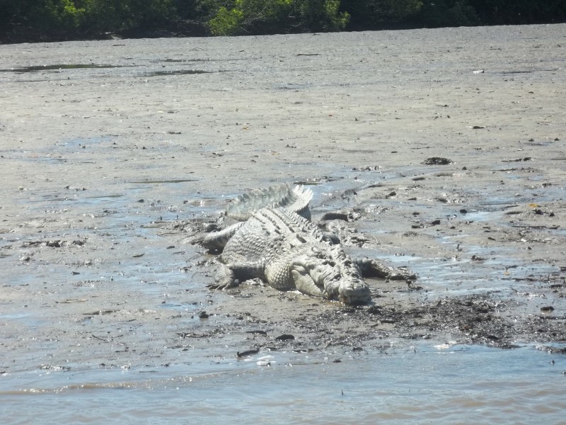 350 Forest Creek Road, Daintree QLD 4873