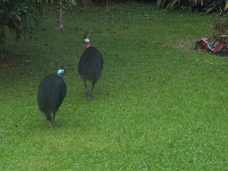 350 Forest Creek Road, Daintree QLD 4873