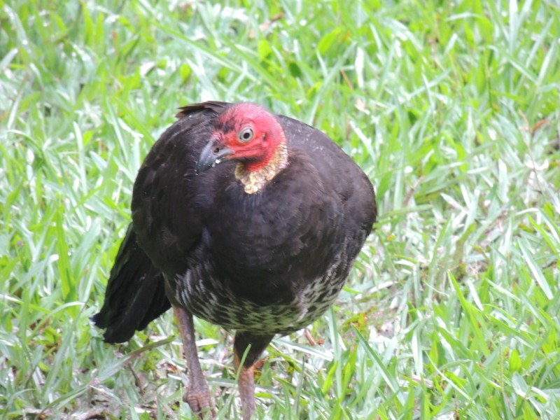 350 Forest Creek Road, Daintree QLD 4873