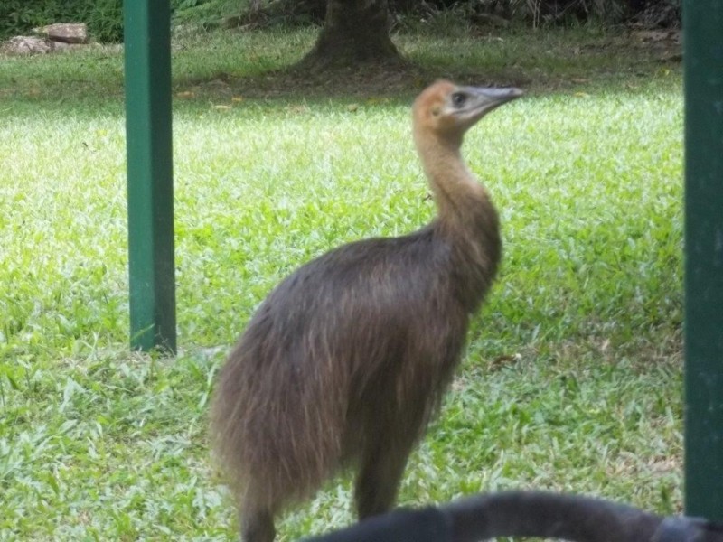 350 Forest Creek Road, Daintree QLD 4873