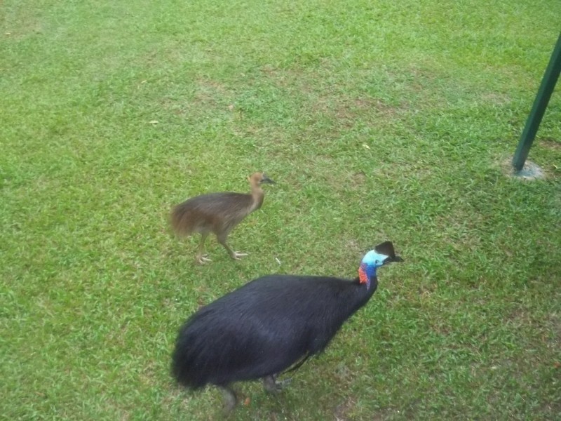 350 Forest Creek Road, Daintree QLD 4873