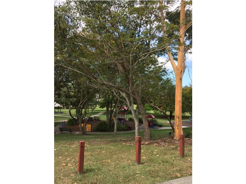 39  Perth Street, Camp Hill QLD 4152