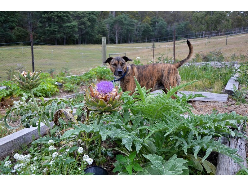 1 Irish Town Rd, St Marys TAS 7215