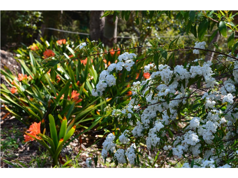 13 Manor street, Drayton QLD 4350