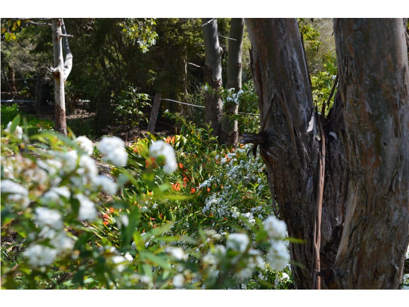 13 Manor street, Drayton QLD 4350