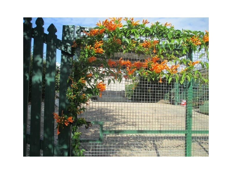 24 Black Diamond cr, Edens Landing QLD 4207