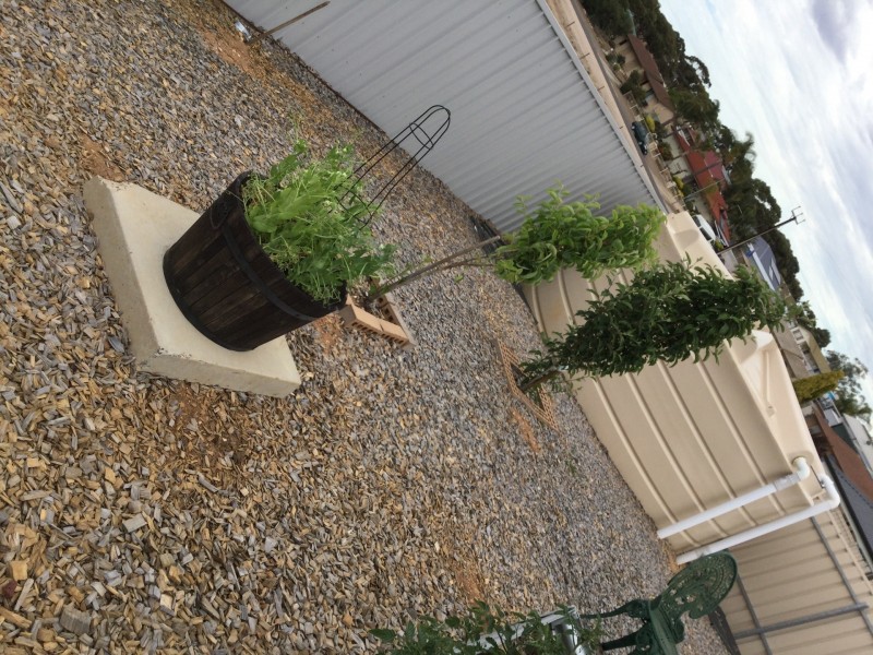 40 Waterlilly Terrace, Murray Bridge SA 5253