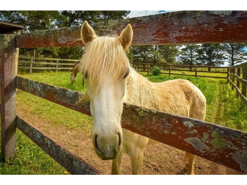 125 Mulhollands Road, Picton NSW 2571