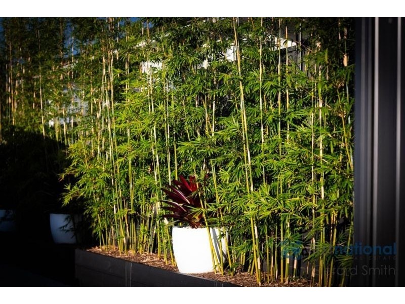 25 Constance Street, Thirlmere NSW 2572