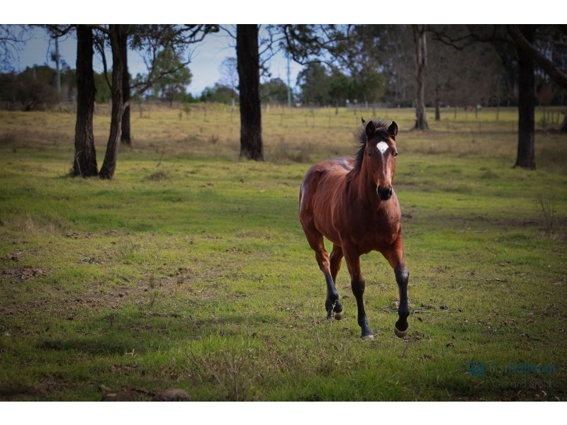 75 Whipbird Road, Pheasants Nest NSW 2574