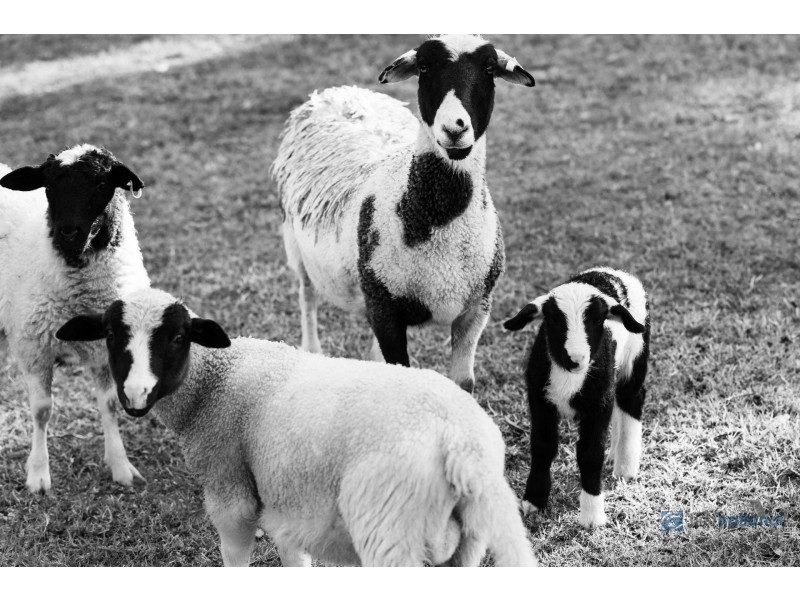 160 Ruddocks Road, Lakesland NSW 2572