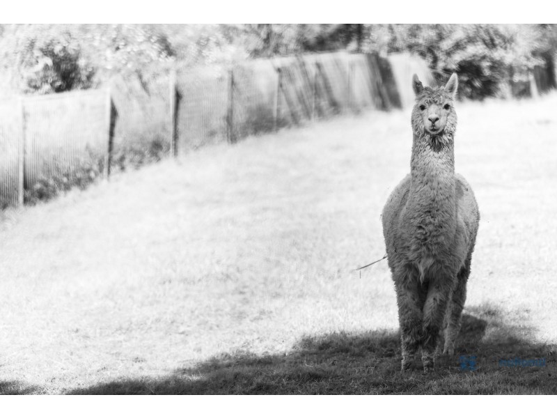 20 Matthews Lane, Picton NSW 2571