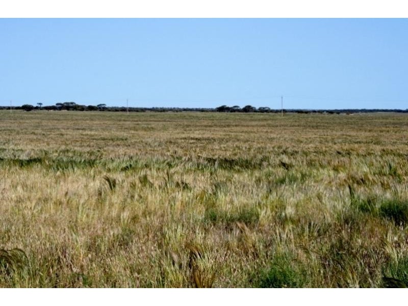 Dog Fence Road, Piednippie SA 5680