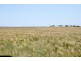 Dog Fence Road, Piednippie SA 5680