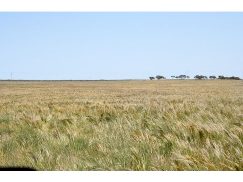 Dog Fence Road, Piednippie SA 5680