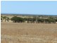 Haslam Dog Fence Road, Haslam SA 5680