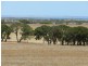 Haslam Dog Fence Road, Haslam SA 5680
