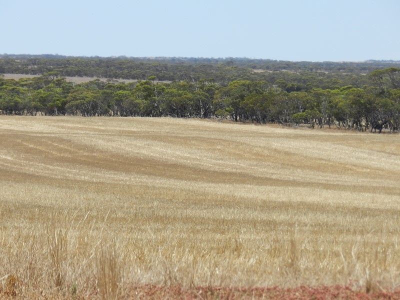 Haslam Dog Fence Road, Haslam SA 5680