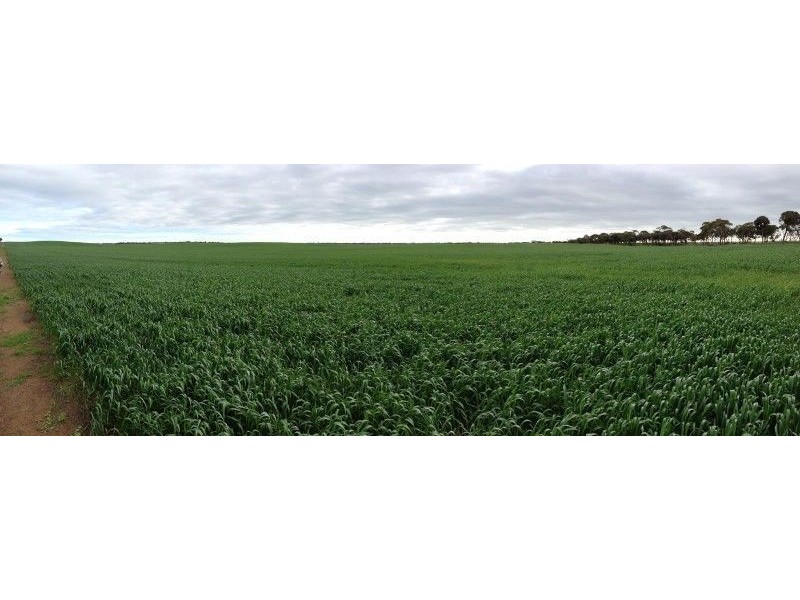 Haslam Dog Fence Road, Haslam SA 5680