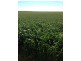 Haslam Dog Fence Road, Haslam SA 5680