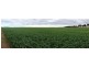 Haslam Dog Fence Road, Haslam SA 5680
