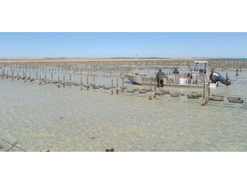 Oyster Lease For Sale, Streaky Bay SA 5680