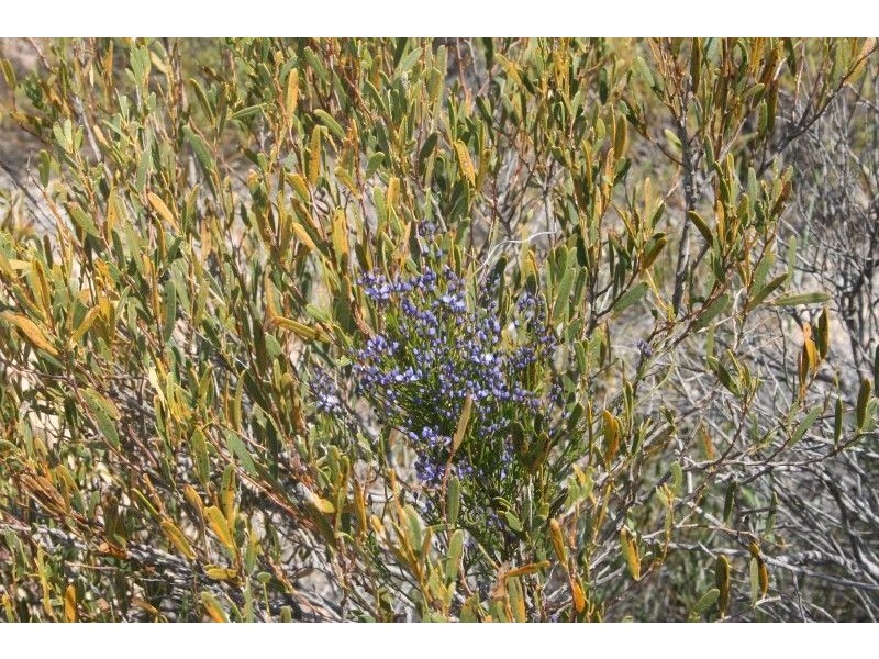 Lot 52 Flinders Highway Perlubie, Streaky Bay SA 5680