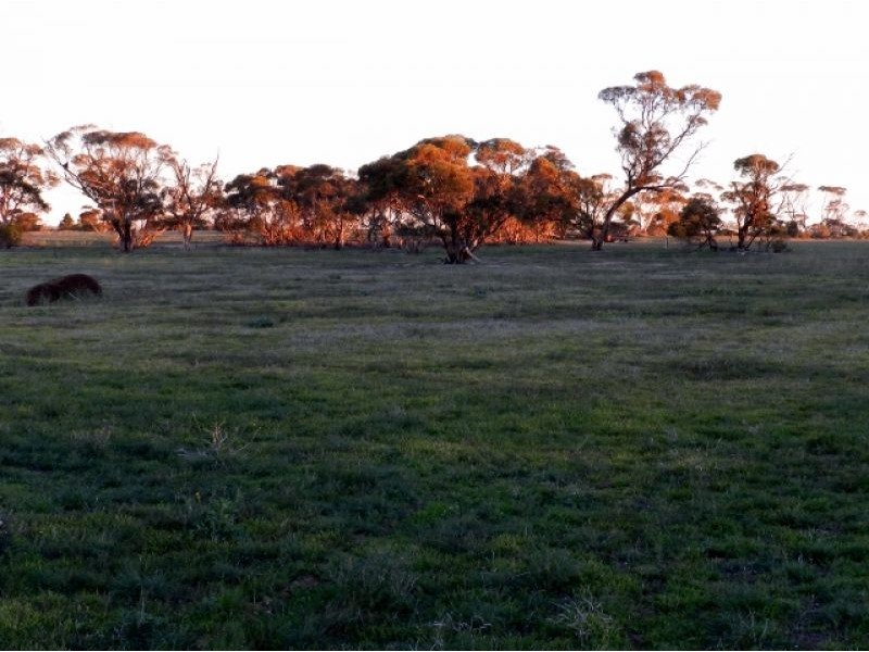 Sec 37 and 38 Emerald Rise Road, Poochera SA 5655