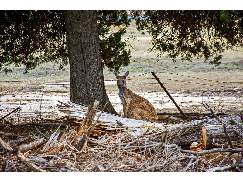 Cockatoo Valley SA 5351