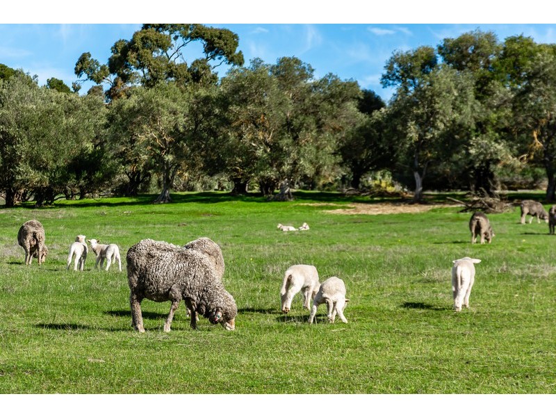 Angaston SA 5353