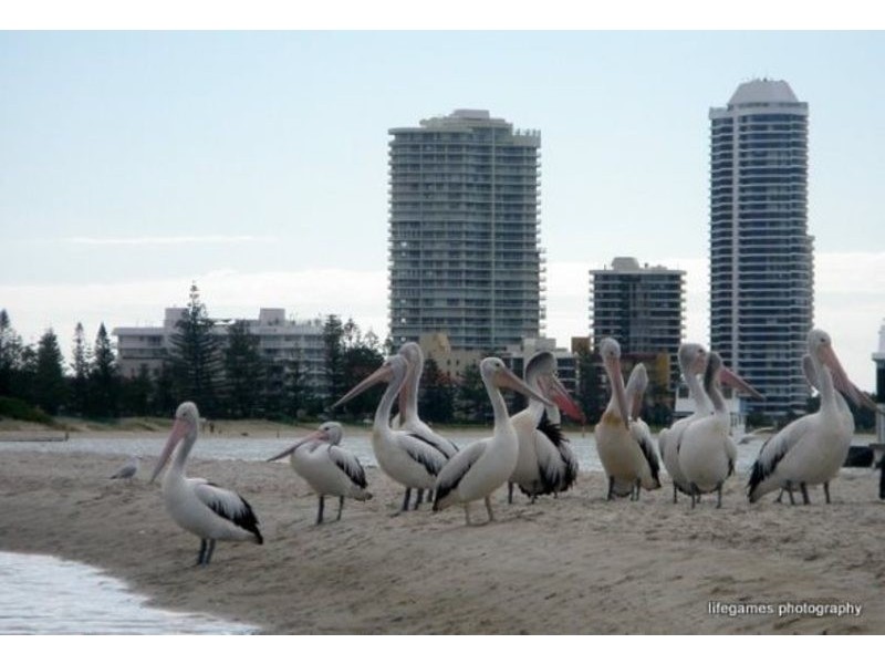 17 Bath, Labrador QLD 4215