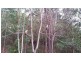 Tallai QLD 4213