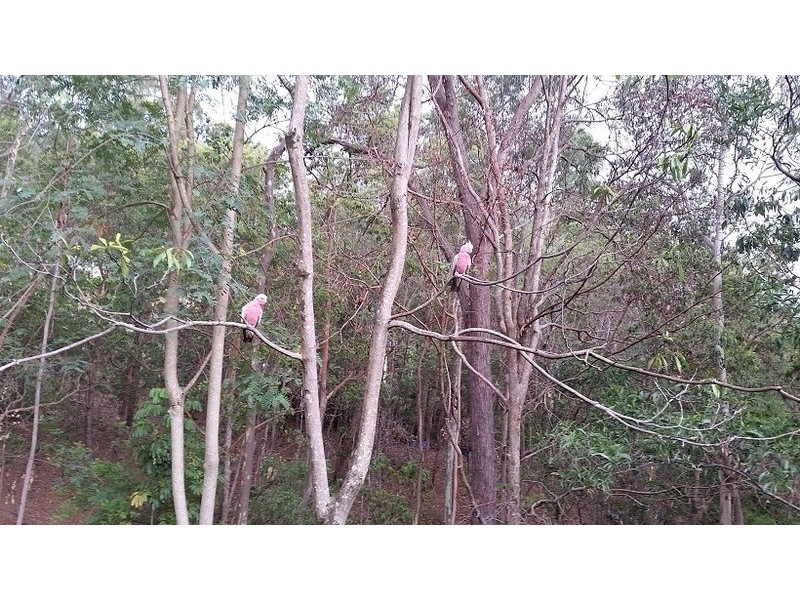 Tallai QLD 4213