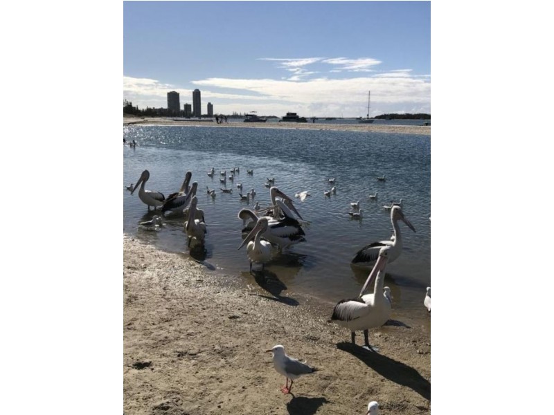 3/156 Frank Street, Labrador QLD 4215