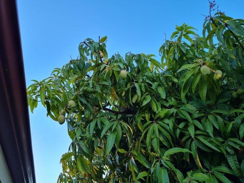 14 Iron Bark Row, Willetton WA 6155