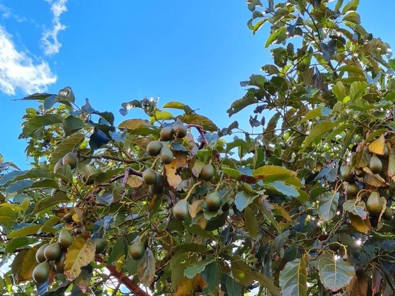 14 Iron Bark Row, Willetton WA 6155