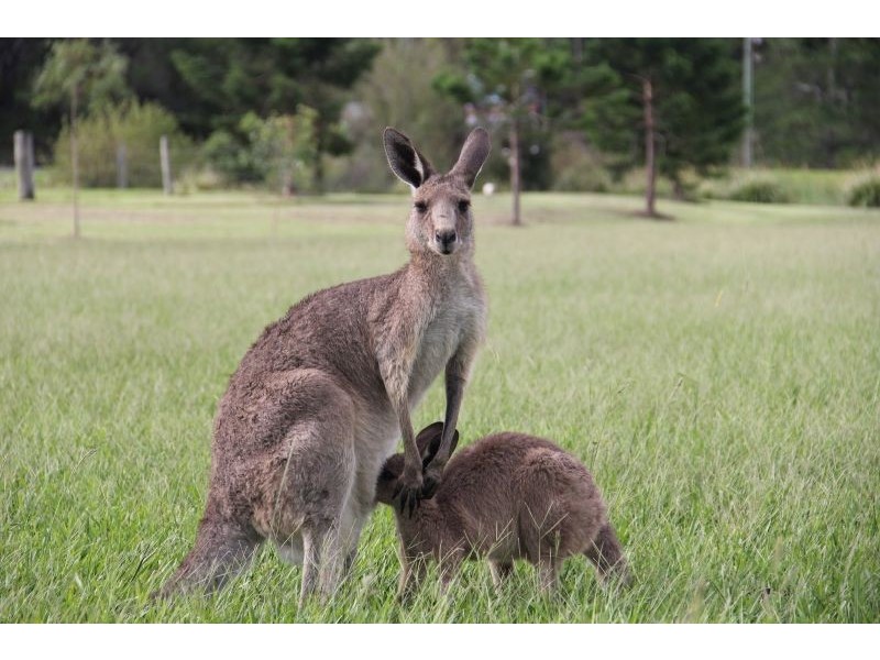 Currumbin Valley QLD 4223