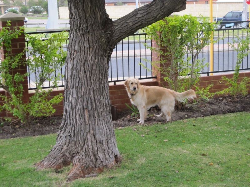 5 Cromarty Road, Floreat WA 6014